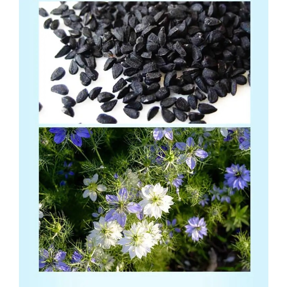 Premium Indian Black Seed Oil  - Hair Care Indian review and price